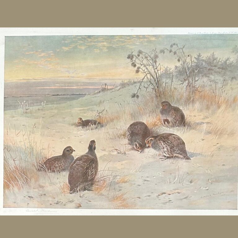Partridge"